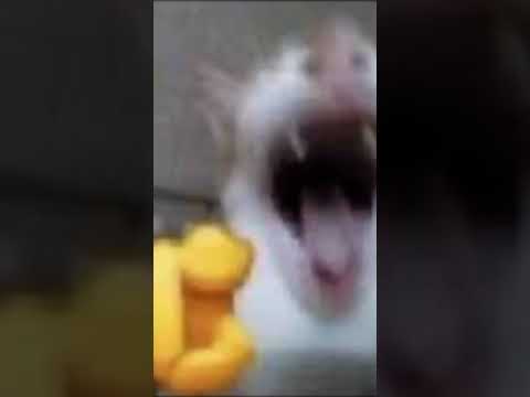 You found a rare video!