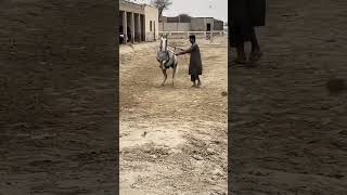 #horse #horsedanceclub #punjabidance #horselover #indianhorsedance #punjabisongdance #unfrezzmyaccou