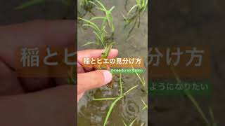 稲とヒエの見分け方をマスターしたい！葉耳、葉舌 #農業 #farming #稲作 #ノビエ #クリンチャー　#ヒエクリーン　#agriculture