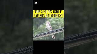 TOP 5 AMAZING FACTS ABOUT AMAZON FOREST | AMAZON RAINFOREST | AMAZING FACTS #amazing #facts #amazon