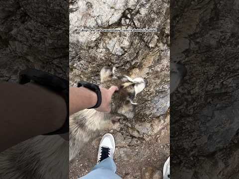 Dogs sense good energy 🐶🐾 #trending #shorts #viral #vibe #dog #trekking #lifestyle #life #peace