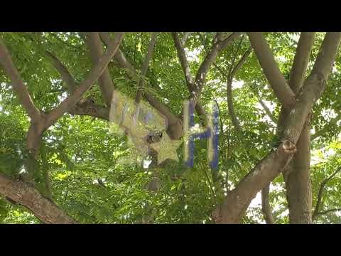 2022/05/30 拍攝公園裡的台灣藍鵲