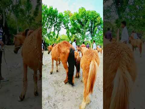 মাত্র ৪ হাজার টাকায় বাচ্চা ঘোড়া! তুলশীপুর বাজার, জামালপুর📝 #ghora #ঘোড়া