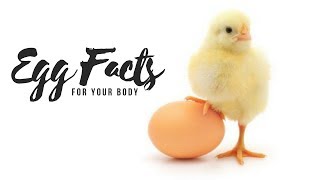 WHAT HAPPENS TO YOUR BODY IF YOU EAT EGGS EVERY DAY