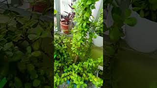 Vastu tips for jade plant #jadeplantcare #gardening #vastutips #moneytips