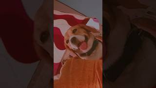 Beagle cuteness💓 attrocities #beagle