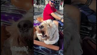 Asking Dogs What They Do For A Living