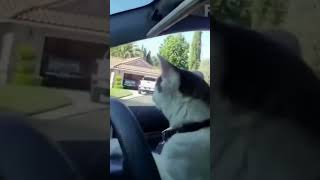 cat driving car #cat #car #driving #shorts