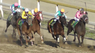 2017 第29回 かしわ記念（ＪｐｎI）ウィニングラン 現地映像 コパノリッキー