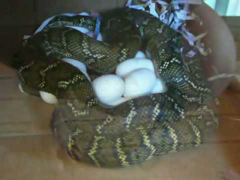 Morelia Spilota - Port Mac Carpet Python Shivering Thermogenesis