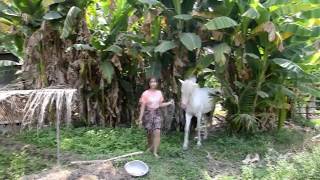 湘燕美女骑马之森林野骑Chinese girls riding horses in the forest,cute girl with horse