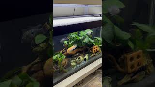 Adding fluval 307mix cichlids fish tank