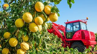 How Japanese Farmers Harvest Yuzu Citrus: Spicy Yuzukosho Processing | Farming Documentary