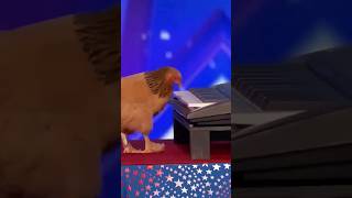 are YOU smarter than a... chicken? 🐓