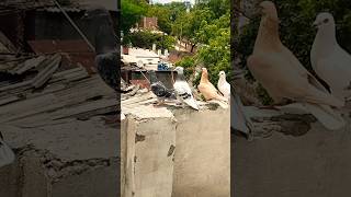 KABUTAR LOVER 🕊️#kabutar #pigeon #pigeons #birds #kabootar #pigeonpose #pigeonlove #kabutarbazi