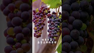 重生成為建造的材料 #怎麼過好我的人生 #如何活得有動力 #thechurchintoledo #基督 #生命 #心靈 #造就 #睡前 #小品 #晚安 #療愈 #relax