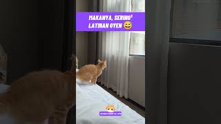 awas nabrak yen😅#shorts #viralshorts #funnycats #cutecat #catmemes #catlife #kucinglucu