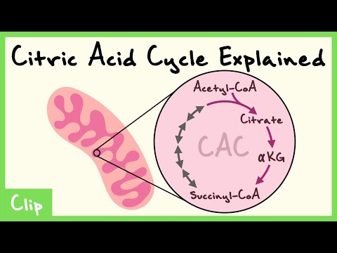 Citric Acid Cycle Explained (Cataplerotic, Anaplerotic, Krebs Cycle, Regulation) | Clip