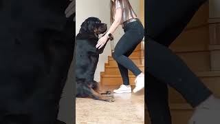 Home Workout and Dog Shenanigans! #dog #dogfunny #funnyanimals #fitness #workout #dogvideos #girl