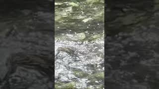Sound #8聲音。          環境中有各種的聲音靜靜的聽，在生活中感受。在台灣台中市綠川