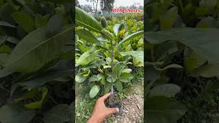 Vietnam Early Jackfruit Plant. Call : 9333227579  #Shorts #BTN_Shorts