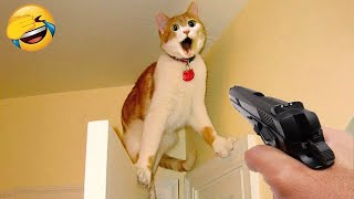Funny Dogs And Cats Videos 2024 😅 - Best Funniest Animal Videos Of Theweek #893