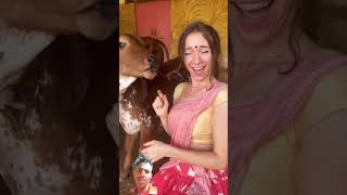 #cowsgomoo #song #cowprotection #gausevasangh #animals #cowcomfort #cute #cowbeauty #love