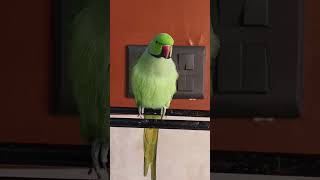 Main tota 🦜 #maintota #gaane #talkingparot #birds #nonstoptalkingparrot #talkingparrot