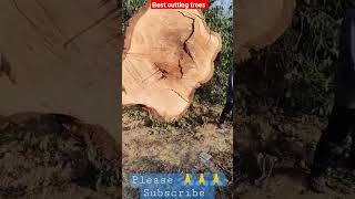 dangerous fastest chainsaw cutting tree #short #treefelling #stihlms660 #stihlms170 #stihl070