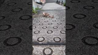 今日は早めに戻る優しい猫さん