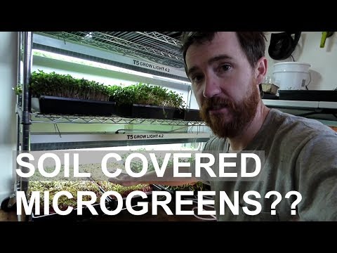 Is it better to cover or not cover beet and sunflower microgreens with soil?