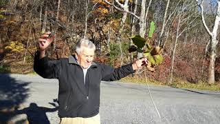 Nature Lesson - The Sycamore Tree