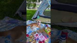 野餐 衝浪 玩水 登山 露營 Chill一夏天「花花帳篷地墊組」 #柴犬皮皮我不皮 #帳篷 #野餐 #衝浪 #野餐