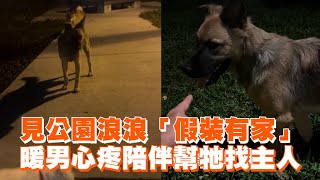 見公園浪浪「假裝有家」　暖男心疼陪伴幫牠找主人