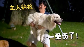 70斤金毛意外扭伤，主人直接抱牠回家，情况不乐观！