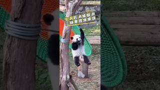 三妹是不是虫洞最小拿下体操项目的运动熊？！ #panda #cute