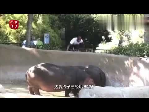 不要命！男子闯入动物园围栏照河马屁股拍了一巴掌