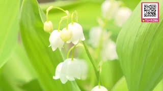 初夏の風物詩・スズランの鑑賞会_”日本一の広さ”を誇る平取町の群生地を一般開放_6月8日まで〈北海道〉