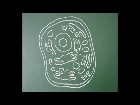 Animal cell diagram | how to draw animal cell | cell diagram | animal cell drawing