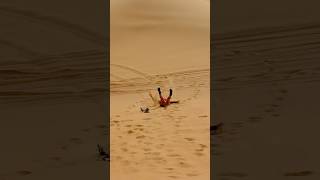 Dubai Desert Safari #desertlife #dubaidesertsafari