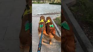 What are the specialties of legs and specialties of golden retrievers? Original video Cute pet