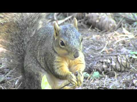 Office Squirrel