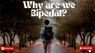 Why Are We Bipedal? The Fascinating Story Of Human Evolution