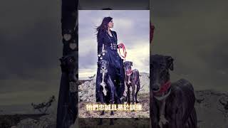 犬隻科普10 靈緹 #狗 #狗狗 #寵物 #毛孩 #靈緹 #greyhound #aether依鈦抗菌專家