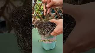 ＃养花小知识土壤板结，那就用这种黑水，疏松透气，促花长叶