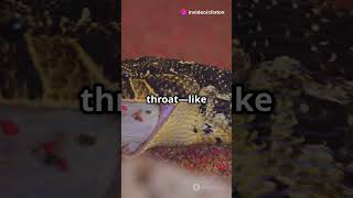 You're Picturing Snake Teeth All Wrong #Snakes #SnakeFacts #AnimalFacts #Herpetology #Reptiles