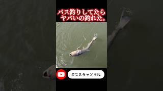 What is this? I was bass fishing and caught something amazing. #bassfishing #invasivespecies #hug...