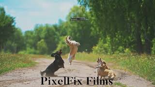 Dogs & Drones | PixelFix
