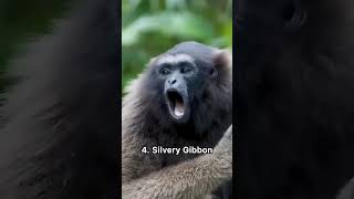 Sound of different monkey species #funnyanimals #monkeyvideo #monkeysounds