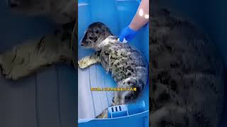 男子救了一只受伤的小海豹，多年后，海豹还能记得男子